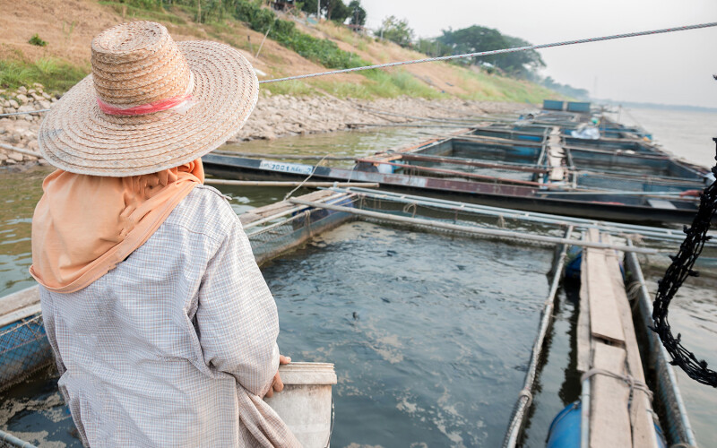 A fish farmer surveying their ponds